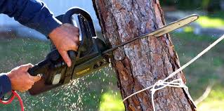 How Our Tree Care Process Works  in  Paulsboro, NJ